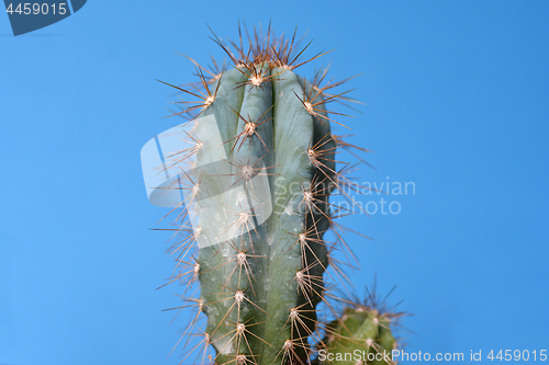 Image of Cactus