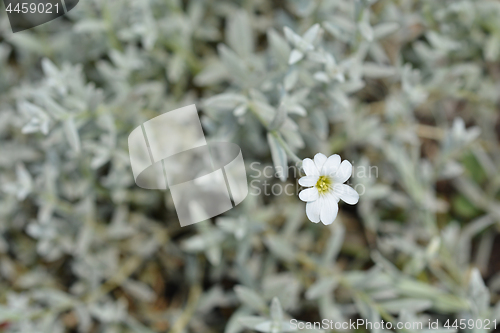 Image of Snow in the Summer