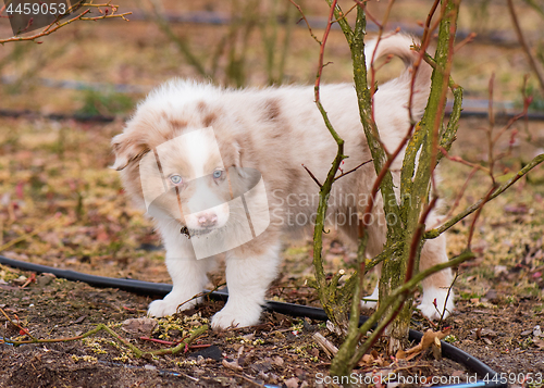 Image of Australian shepherd puppy