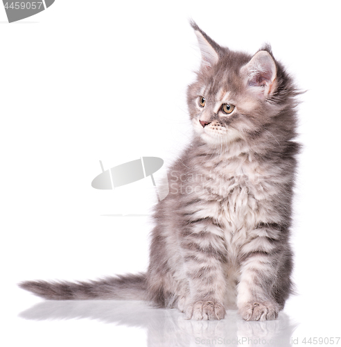 Image of Maine Coon kitten on white