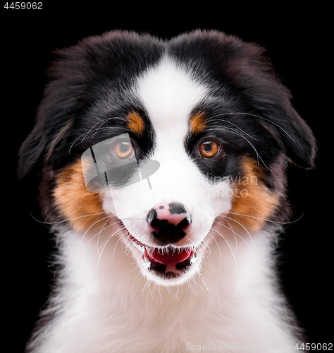 Image of Australian shepherd puppy