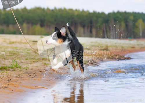 Image of Australian shepherd puppy