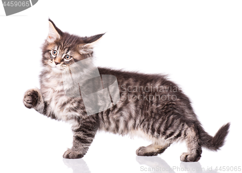 Image of Maine Coon kitten on white