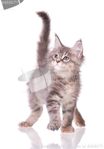 Image of Maine Coon kitten on white