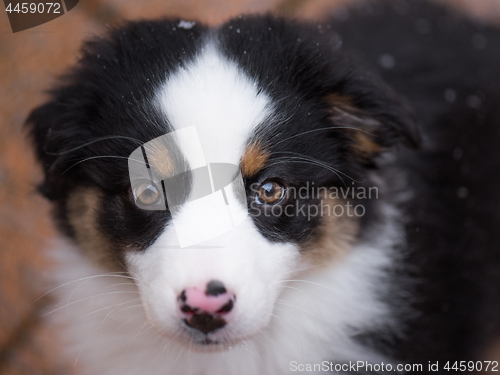 Image of Australian shepherd puppy