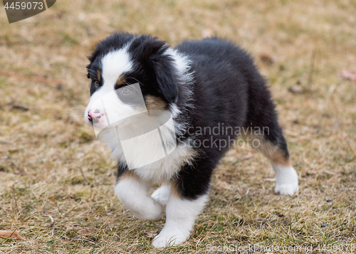 Image of Australian shepherd puppy