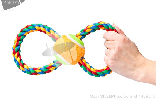 Image of Hand with dog toy