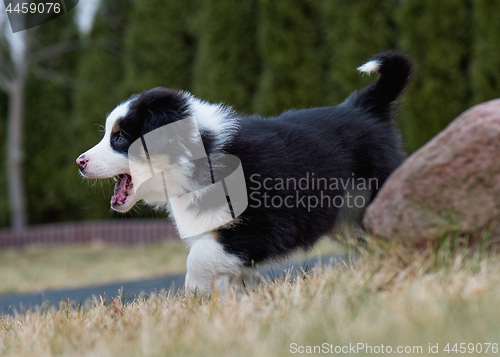 Image of Australian shepherd puppy