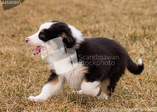 Image of Australian shepherd puppy