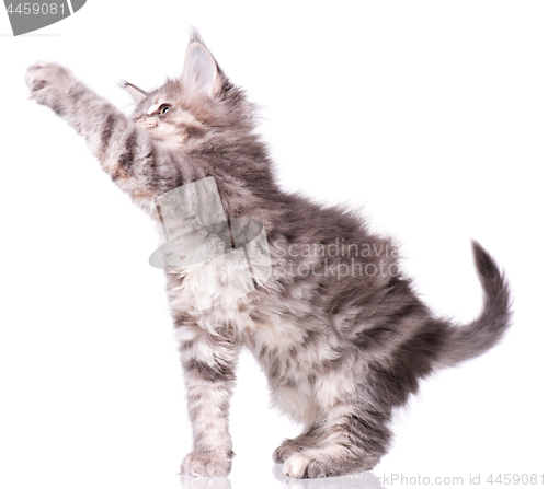 Image of Maine Coon kitten on white