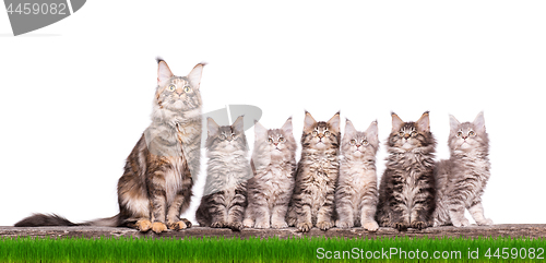 Image of Maine Coon kitten in grass