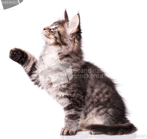 Image of Maine Coon kitten on white