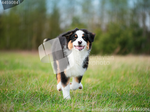 Image of Australian shepherd puppy