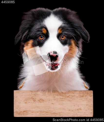 Image of Australian shepherd puppy