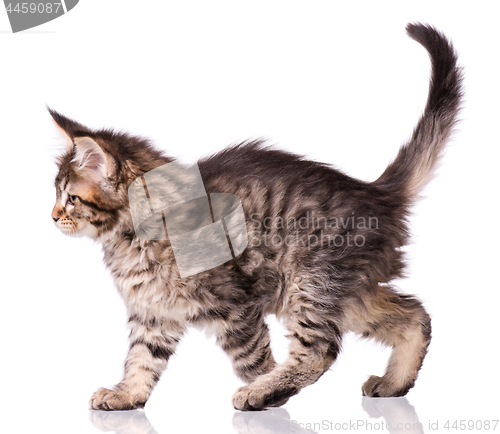 Image of Maine Coon kitten on white