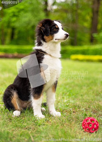 Image of Australian shepherd puppy