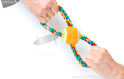 Image of Hand with dog toy