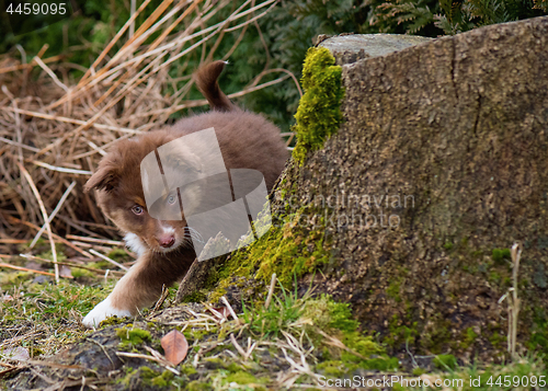 Image of Australian shepherd puppy