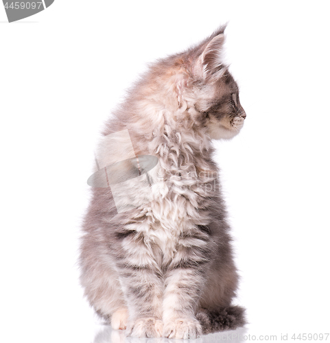 Image of Maine Coon kitten on white