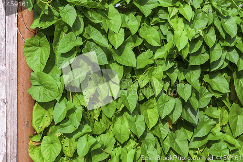 Image of Hedgerow of green plants leaves background