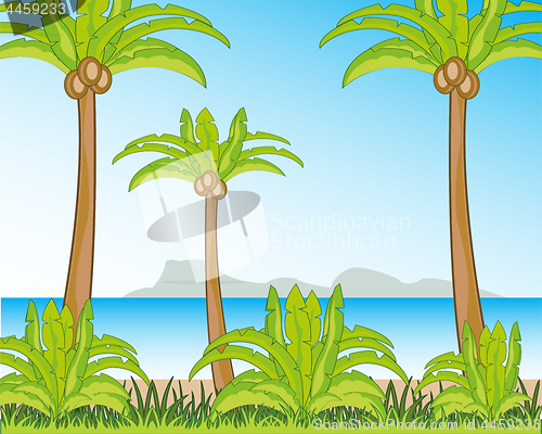 Image of Tropical coast with palm and beach.Vector illustration