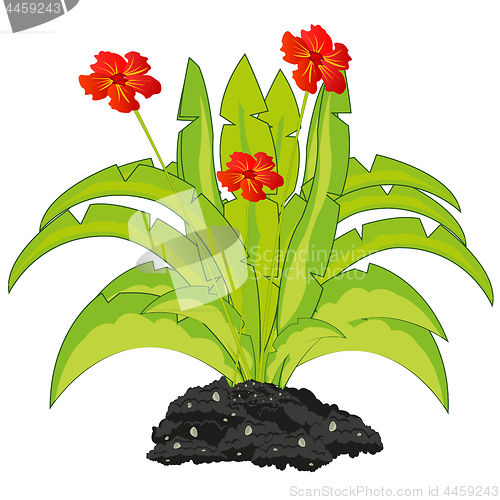 Image of Exotic plant with red flower on ground