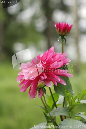 Image of Dahlia