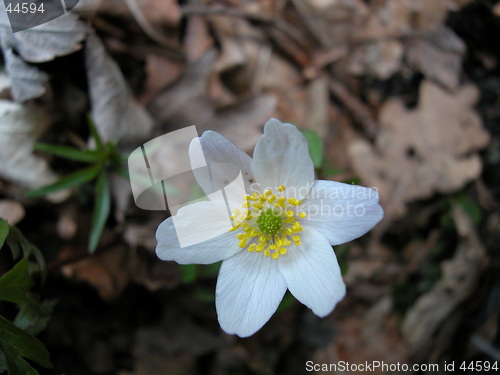 Image of Anemone nemorosa