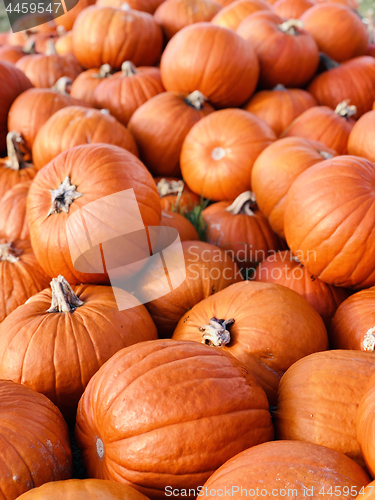 Image of Halloween Pumpkins in market in a large pile