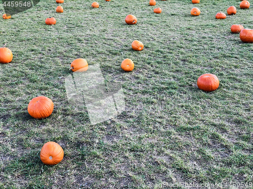 Image of Fresh orange pumpkins on a farm field