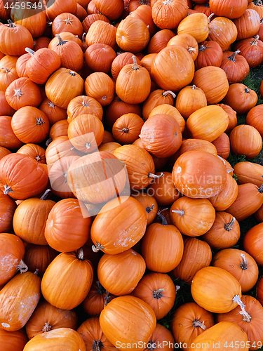 Image of Pile of pumpkins