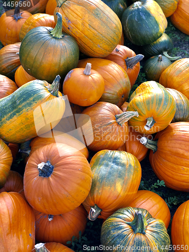 Image of Pile of pumpkins