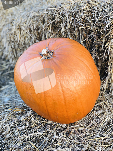 Image of Pumpkin on hay stack