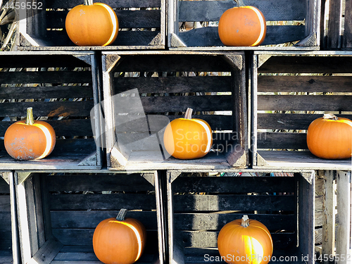 Image of Orange pumpkns in wooden crates