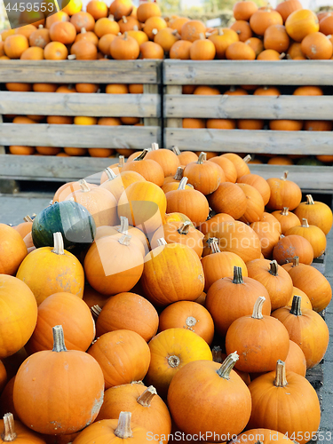 Image of Different autumn shapes and kinds of pumpkins at the farm