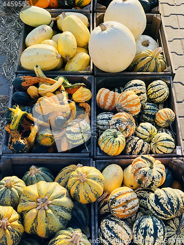 Image of Different autumn shapes and kinds of pumpkins at the farm