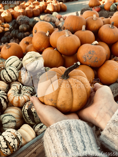 Image of Woman holding orange pumpkin in her hands.