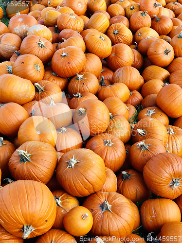 Image of Pile of pumpkins