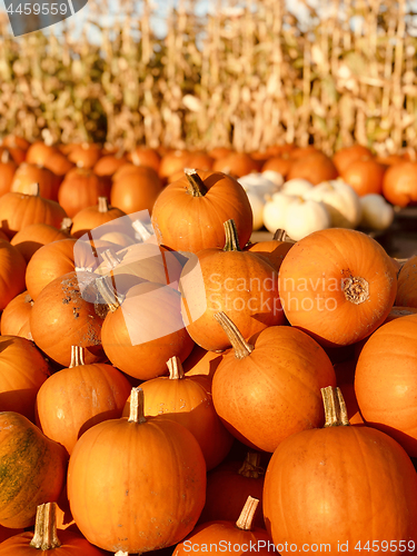 Image of Pile of pumpkins