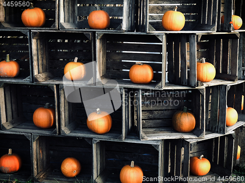 Image of Orange pumpkns in wooden crates