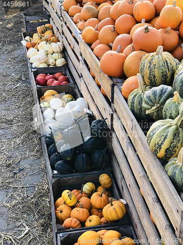 Image of Different autumn shapes and kinds of pumpkins at the farm