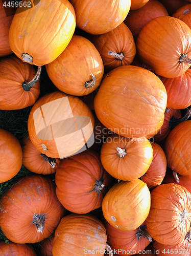 Image of Pile of pumpkins