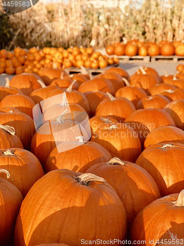 Image of Pile of pumpkins