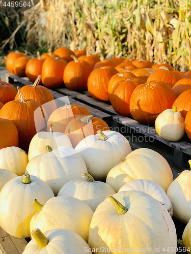 Image of Pile of pumpkins