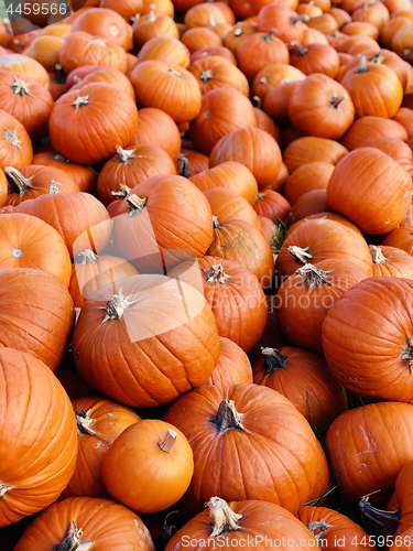 Image of Pile of pumpkins