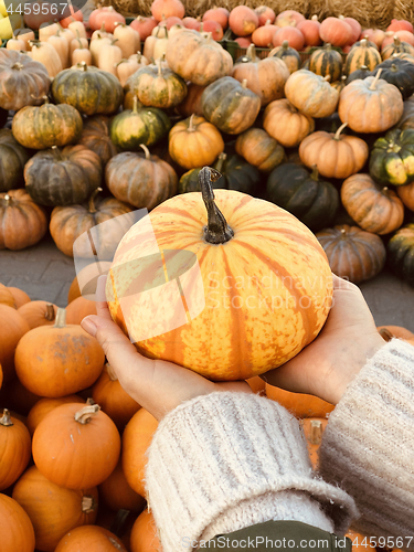 Image of Woman holding orange pumpkin in her hands.