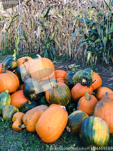 Image of Pile of pumpkins