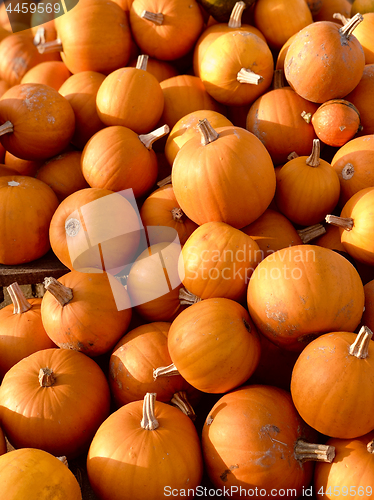 Image of Pile of pumpkins