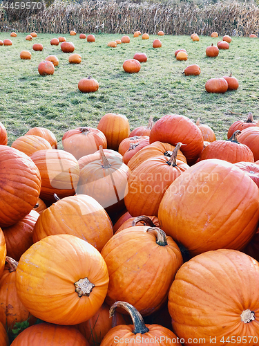 Image of Pile of pumpkins at pumpkin patch