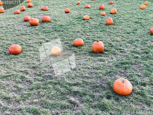 Image of Fresh orange pumpkins on a farm field